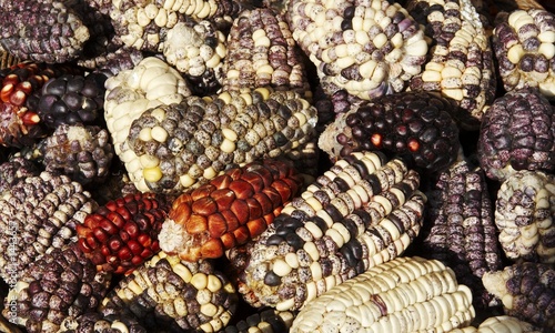 maize texture