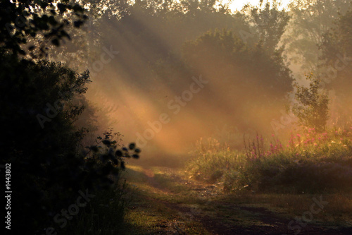 morning rays