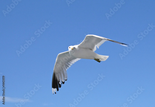 soaring seagull