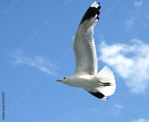 soaring seagull