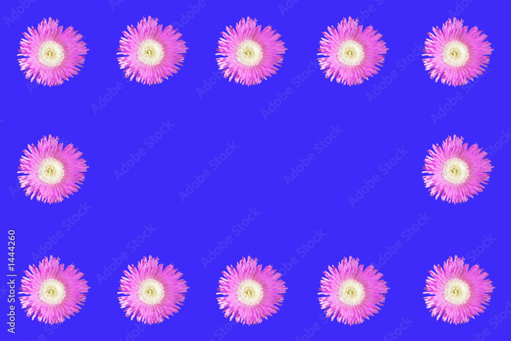 pink flowers on blue pink flowers on blue