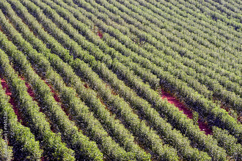 texture of green plowed