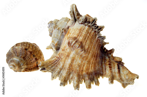 shell #3