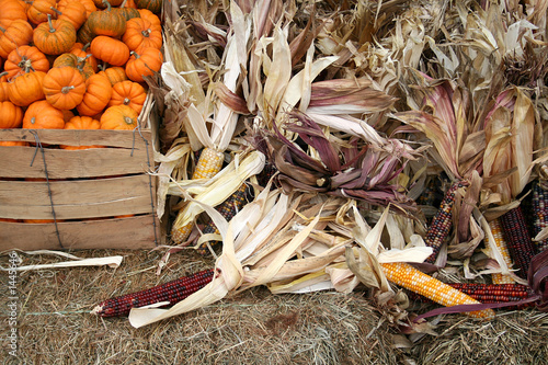 Fotografie harvest