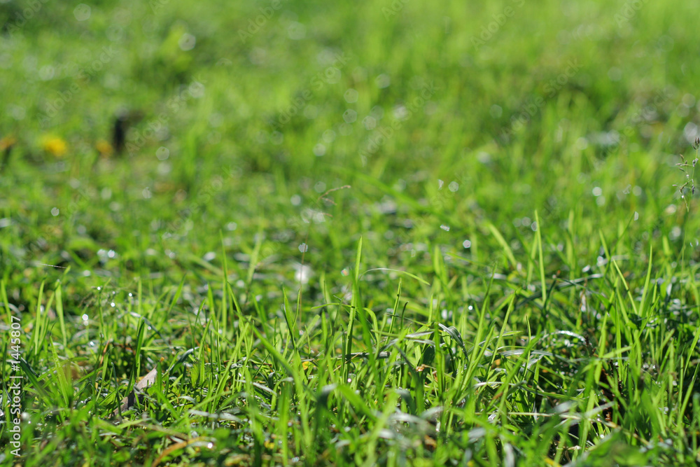 green grass green grass