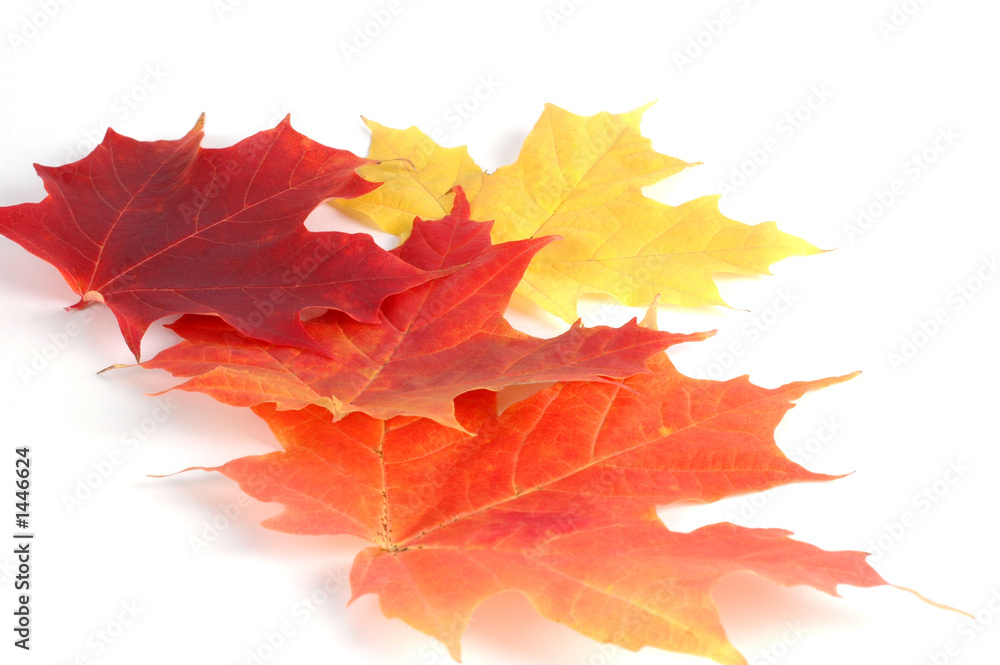 Obraz premium autumn leaves