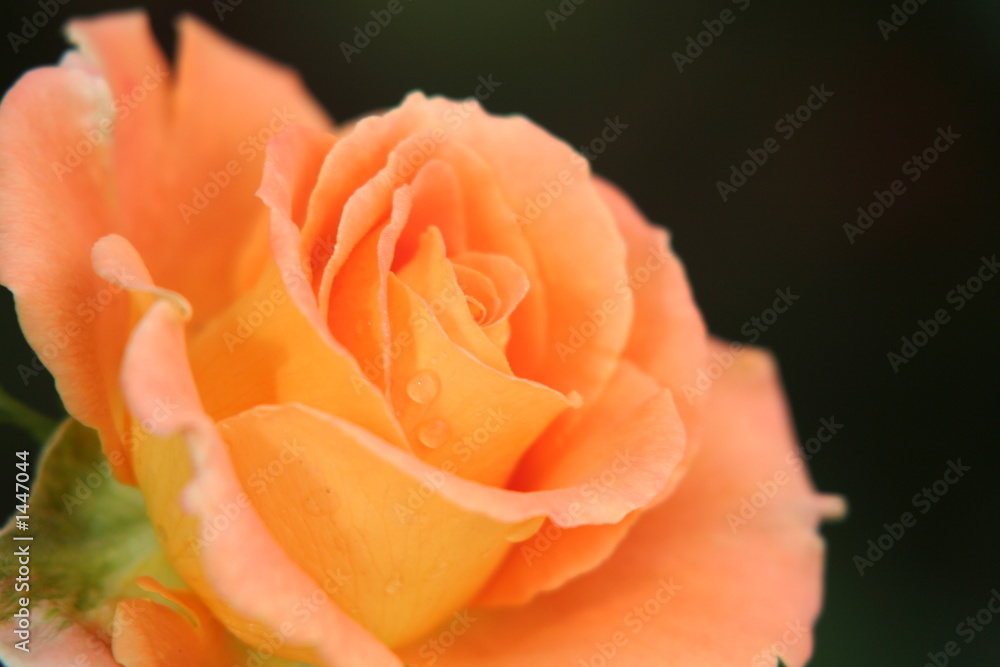 rose rose