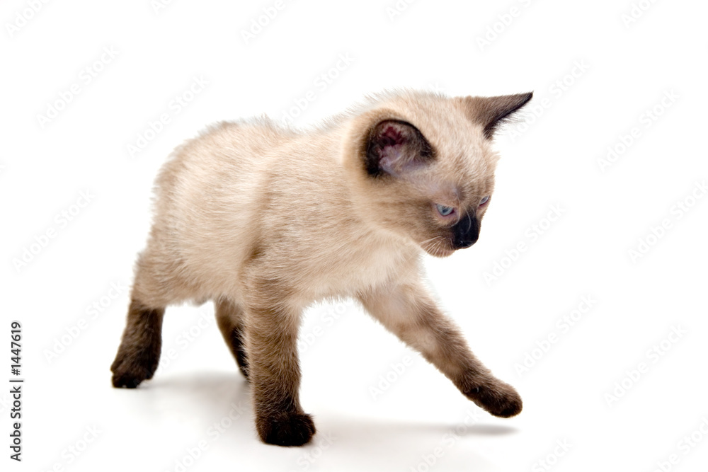 annoyed small kitten annoyed small kitten