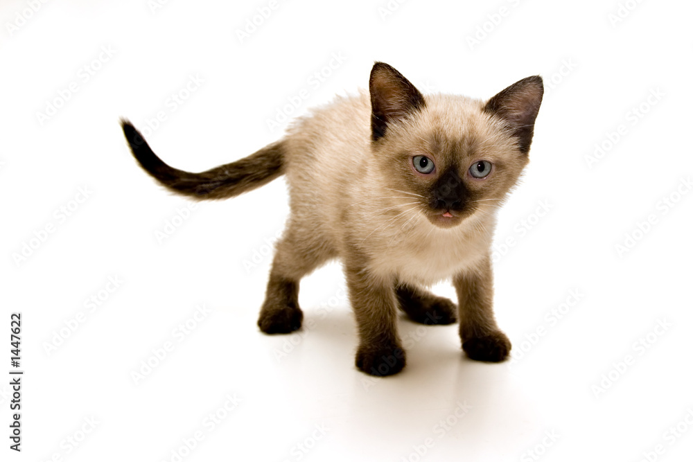 small kitten small kitten