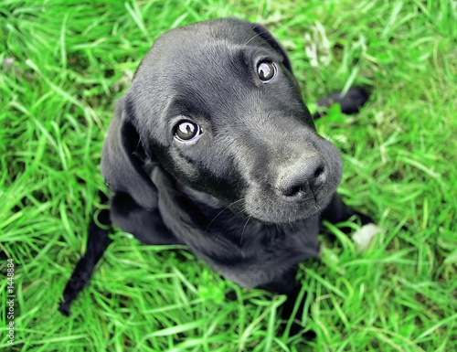 Fototapeta Naklejka Na Ścianę i Meble -  puppy