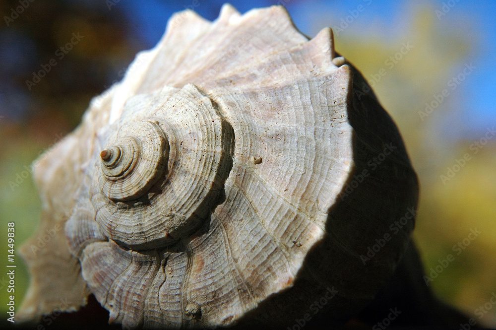 seashell close-up seashell close-up