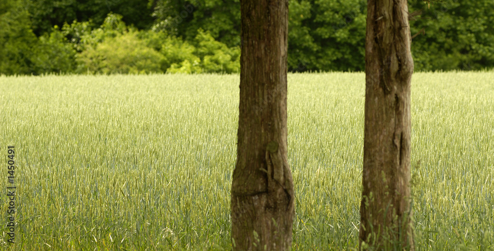Obraz premium unripened wheat
