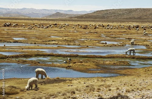 alpacas pastoral in the peru photo