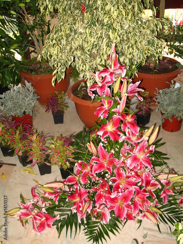 pink flowers