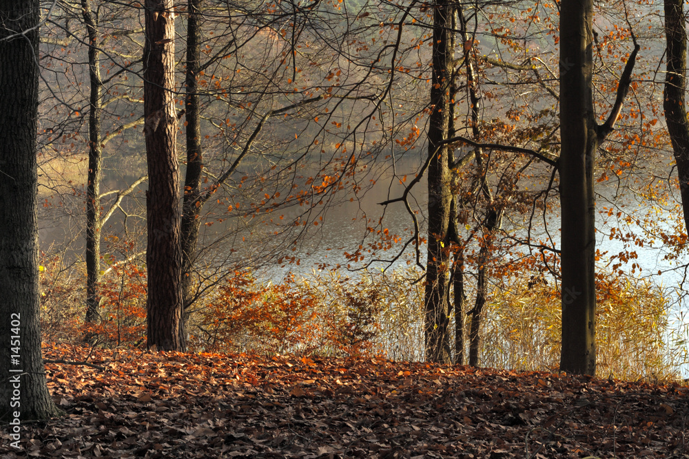 autumn forest and lake