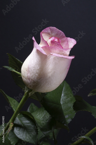 a pink rose
