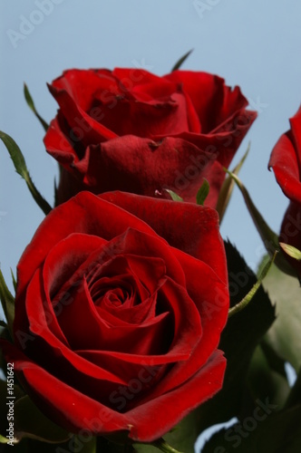 red roses