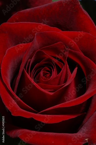 a red rose
