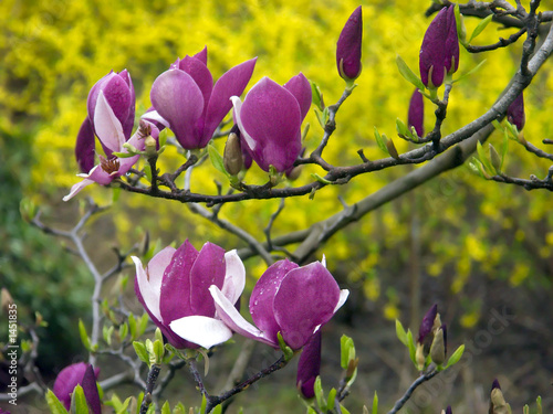 magnolia2