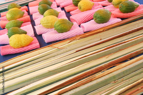 jewish citrons & ceremonial palm frond display