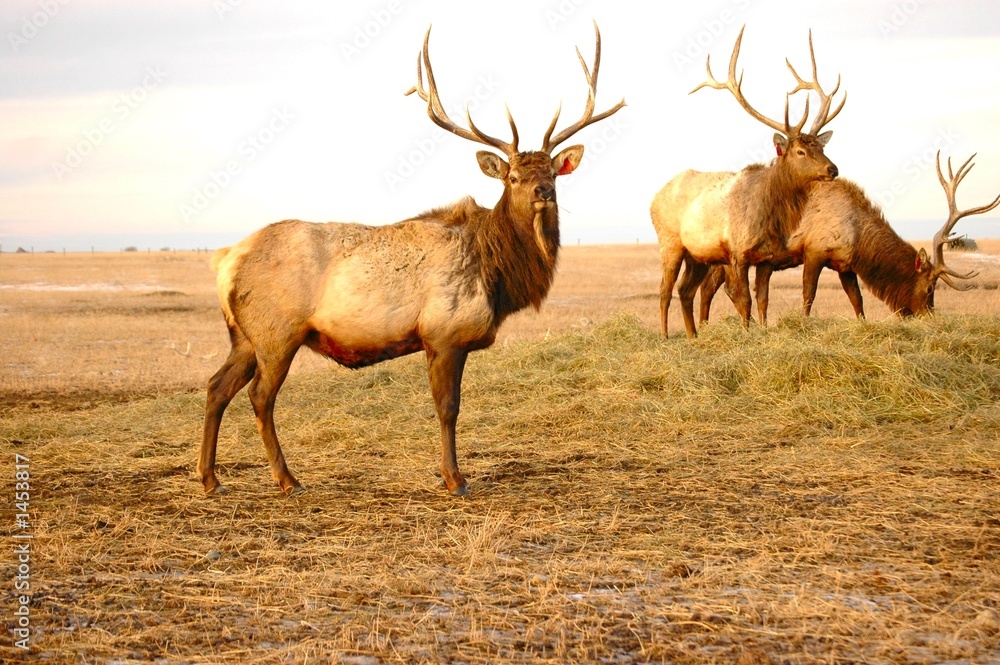 Obraz premium elk stags