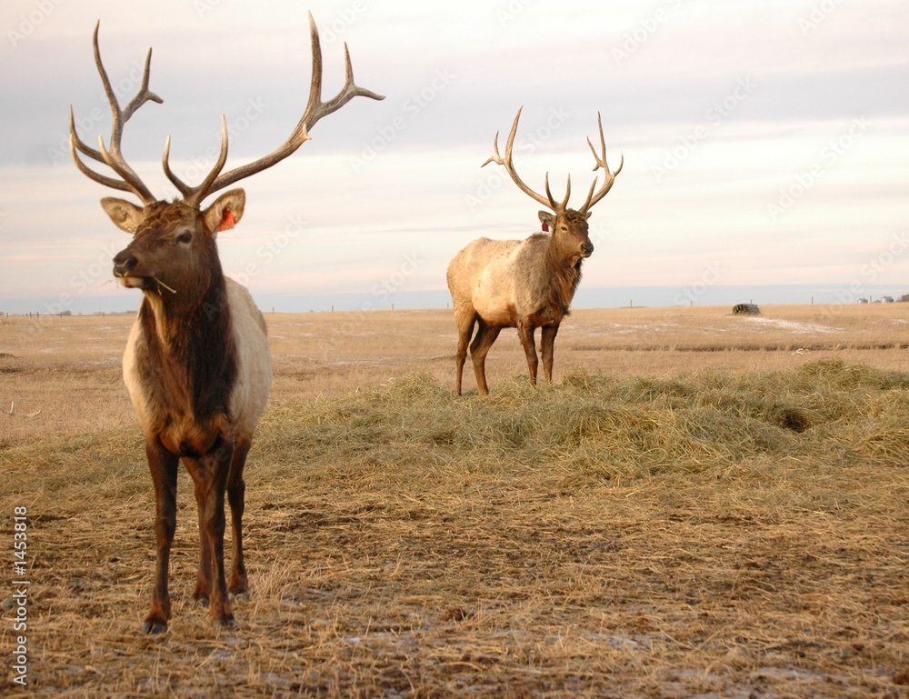 two elk two elk