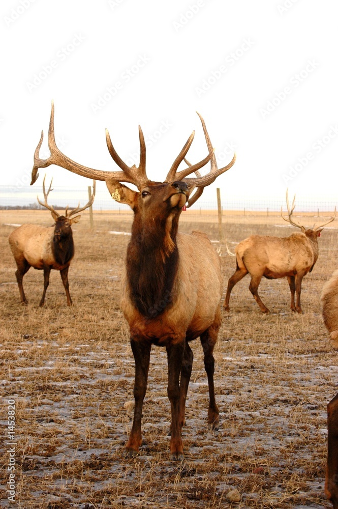elk posing elk posing
