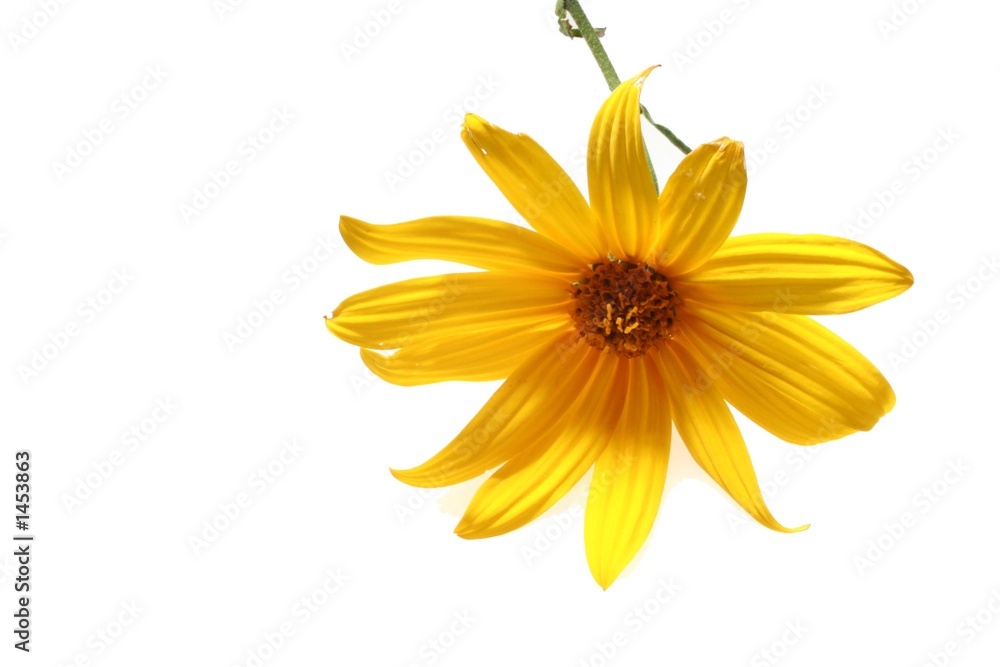 fleur jaune