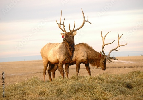 two elk photo