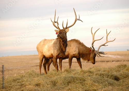 two elk