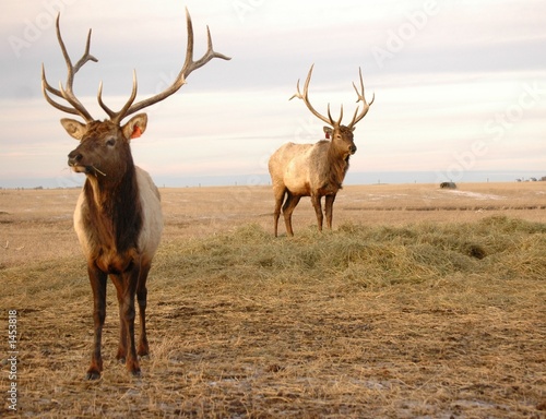 two elk