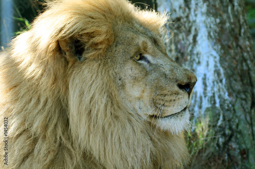 Fototapeta Naklejka Na Ścianę i Meble -  lion head straight