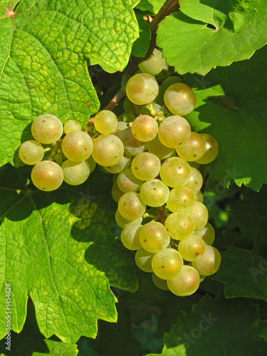 pinot blanc