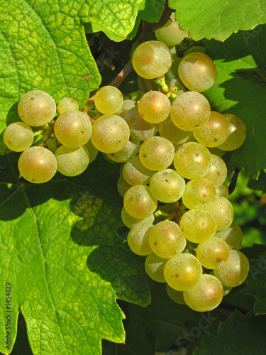 pinot blanc