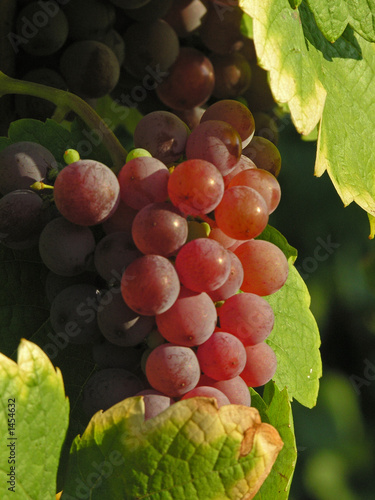 gewurztraminer
