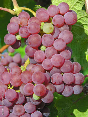 gewurztraminer