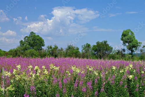 field