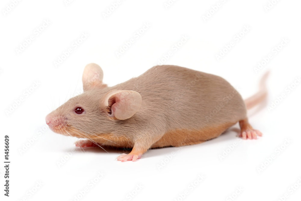 little mouse little mouse