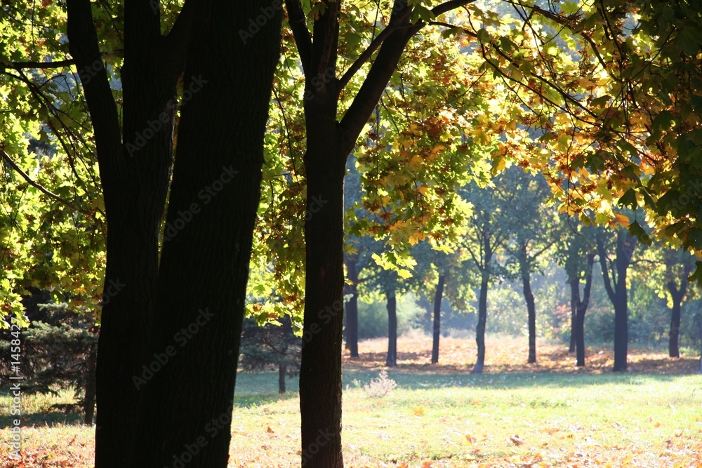 Fototapeta premium autumn park