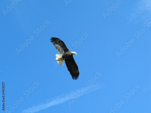 american white eagle