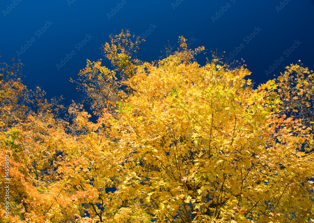 Fototapeta premium gorgeous yellow maple