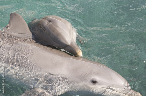 mother   baby dolphins