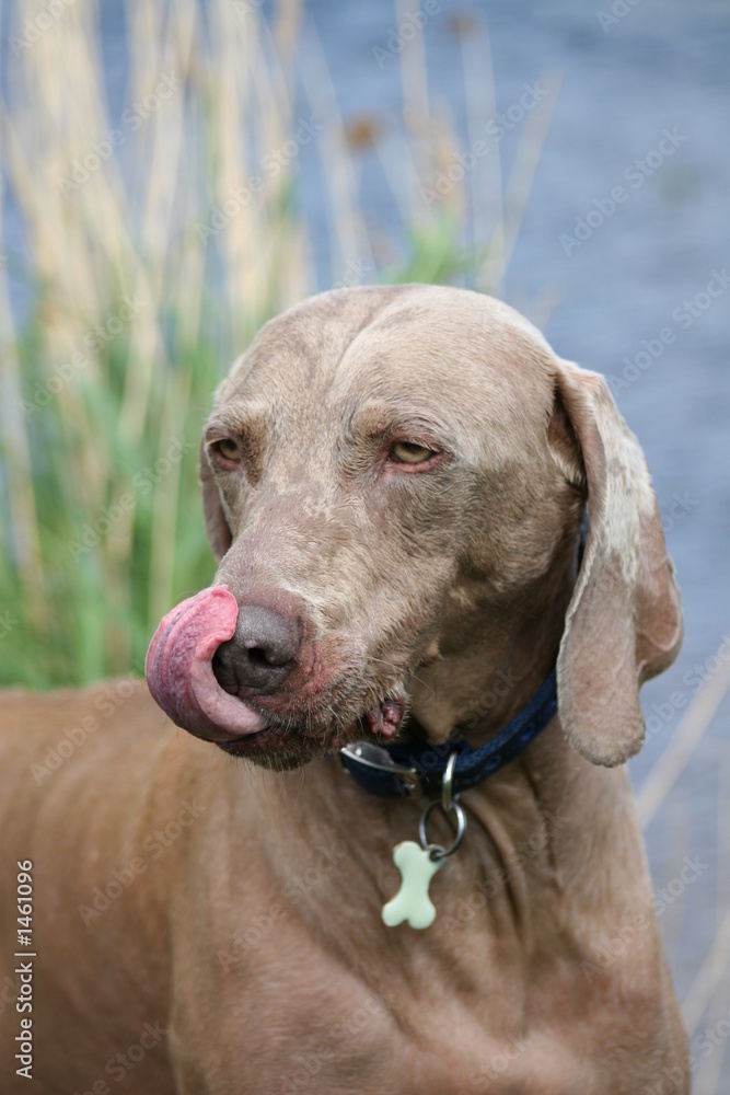 dog's tongue