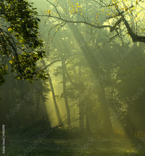 tree glow