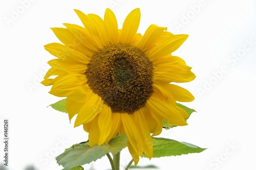 sonnenblume