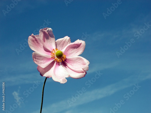 japanese anemone 114 photo