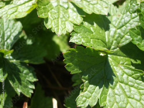 plant leaves photo