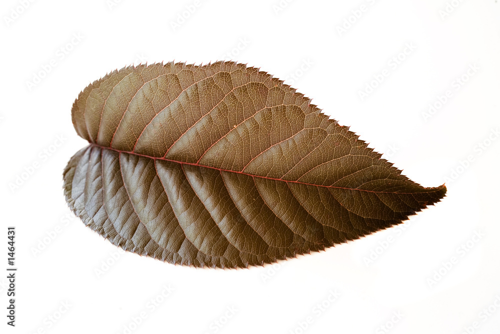 cherry leaf cherry leaf
