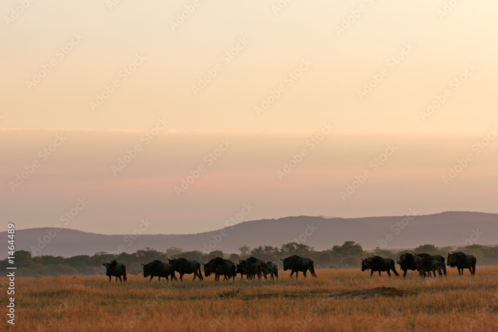 african landscape