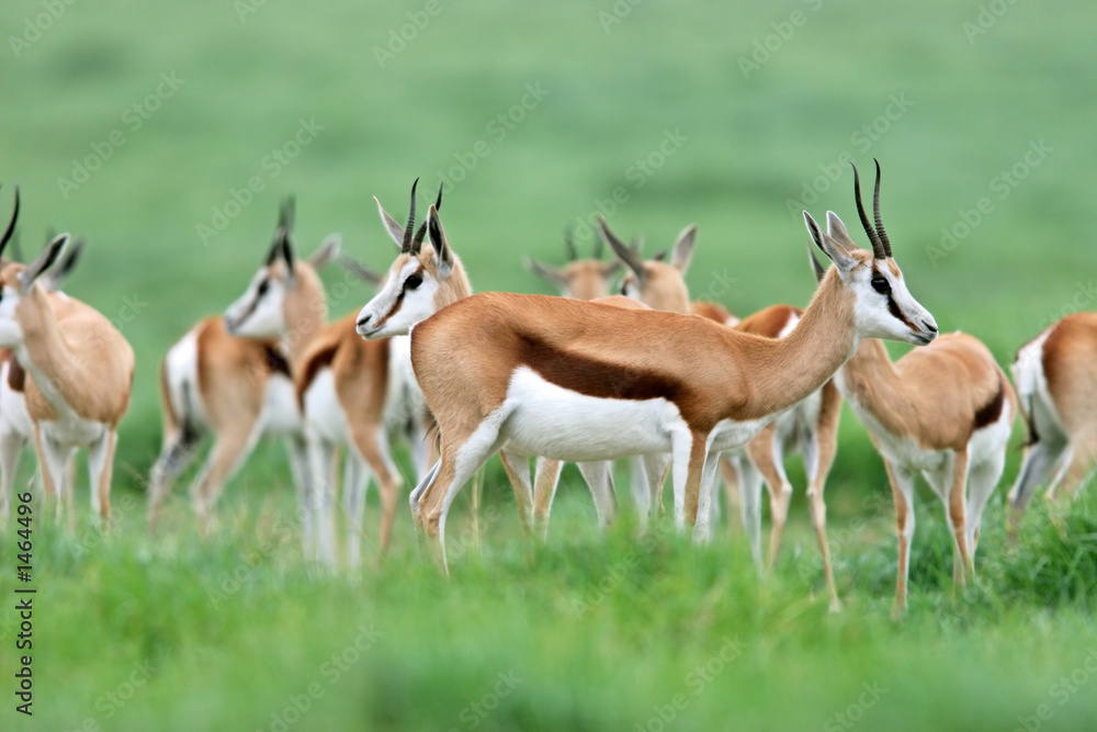 springbok antelopes springbok antelopes